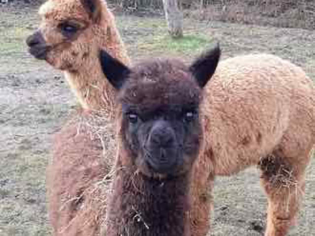 Lama- und Alpakawandern in Rheinhessen. Mit Lamas und Alpakas einen unvergesslichen Tag erleben.
