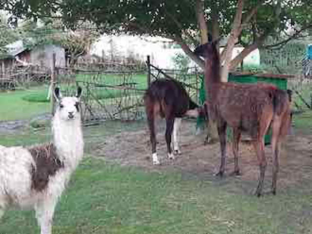 Lama- und Alpakawandern in Rheinhessen. Mit Lamas und Alpakas einen unvergesslichen Tag erleben.
