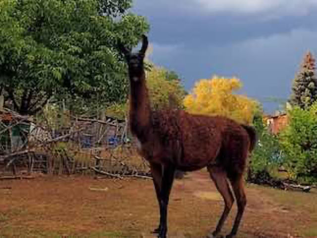 Lama- und Alpakawandern in Rheinhessen. Mit Lamas und Alpakas einen unvergesslichen Tag erleben.