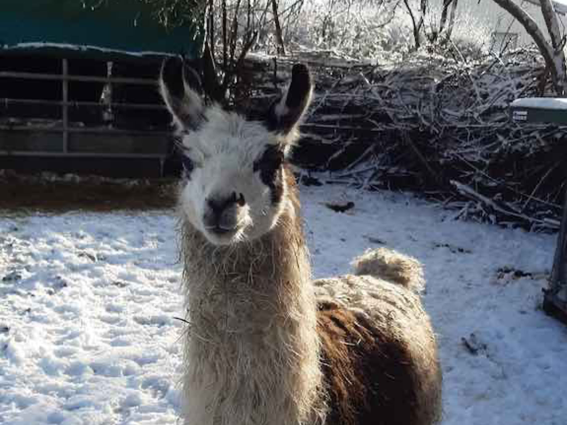 Lama- und Alpakawandern in Rheinhessen. Mit Lamas und Alpakas einen unvergesslichen Tag erleben.