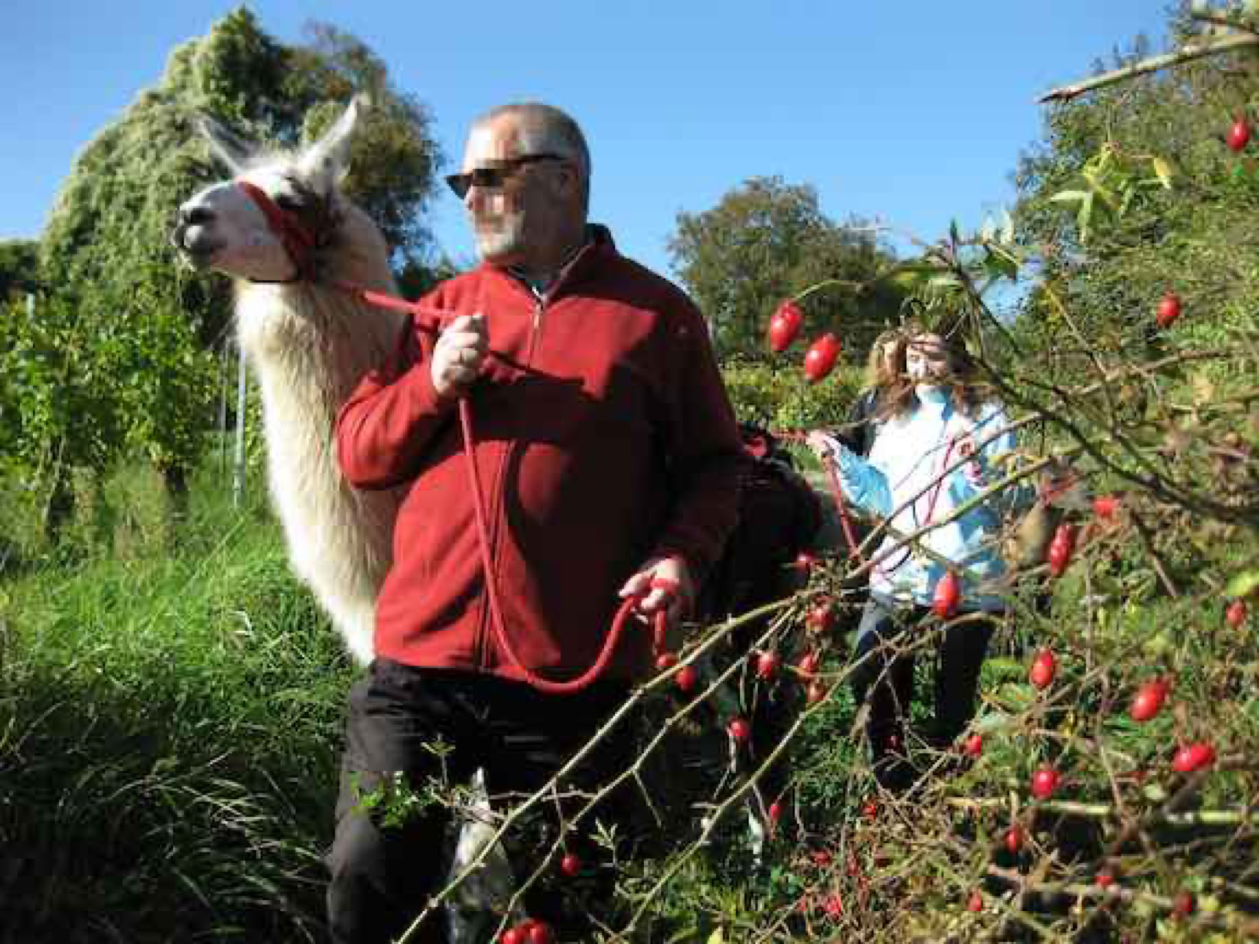 Lama- und Alpakawandern in Rheinhessen. Mit Lamas und Alpakas einen unvergesslichen Tag erleben.