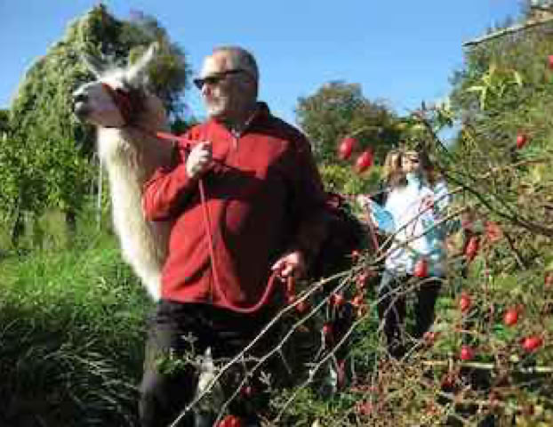 Lama- und Alpakawandern in Rheinhessen. Mit Lamas und Alpakas einen unvergesslichen Tag erleben.