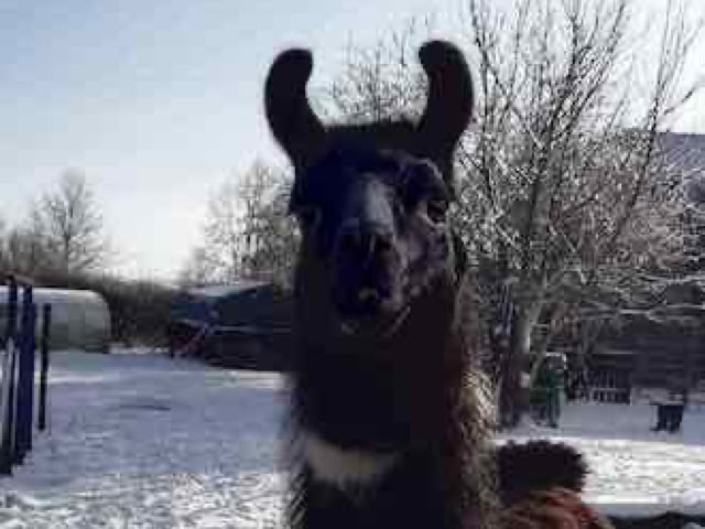 Lama- und Alpakawandern in Rheinhessen. Mit Lamas und Alpakas einen unvergesslichen Tag erleben.