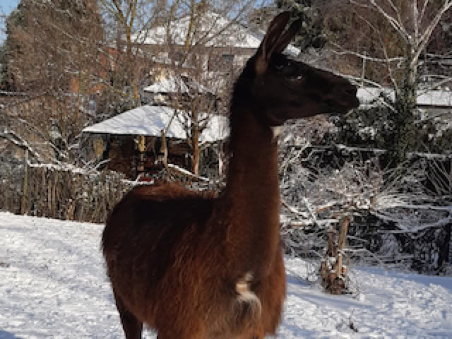 Lama- und Alpakawandern in Rheinhessen. Mit Lamas und Alpakas einen unvergesslichen Tag erleben.