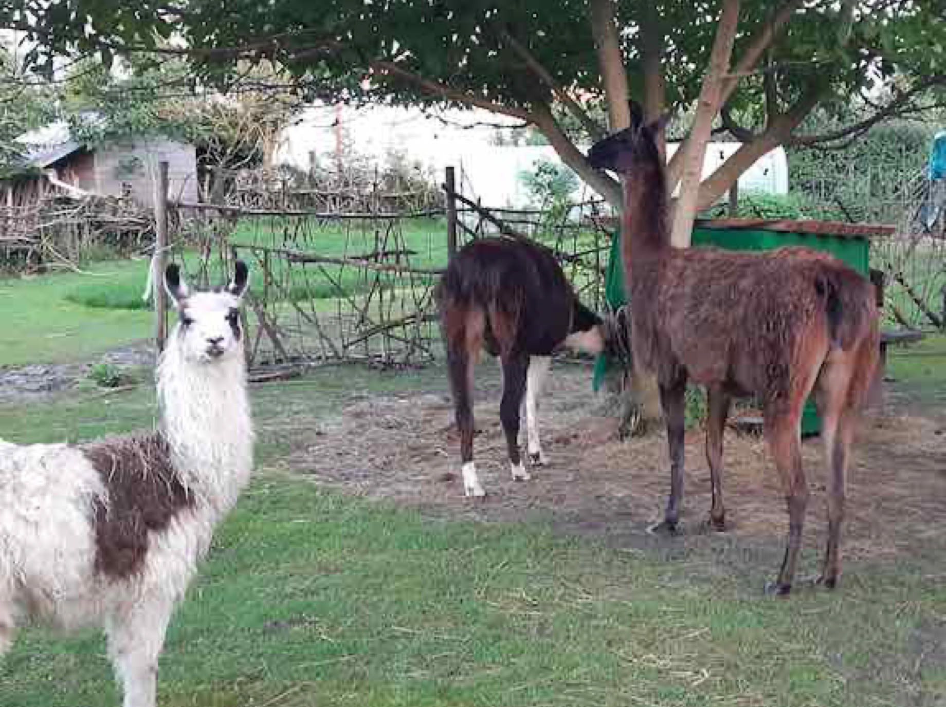 Lama- und Alpakawandern in Rheinhessen. Mit Lamas und Alpakas einen unvergesslichen Tag erleben.