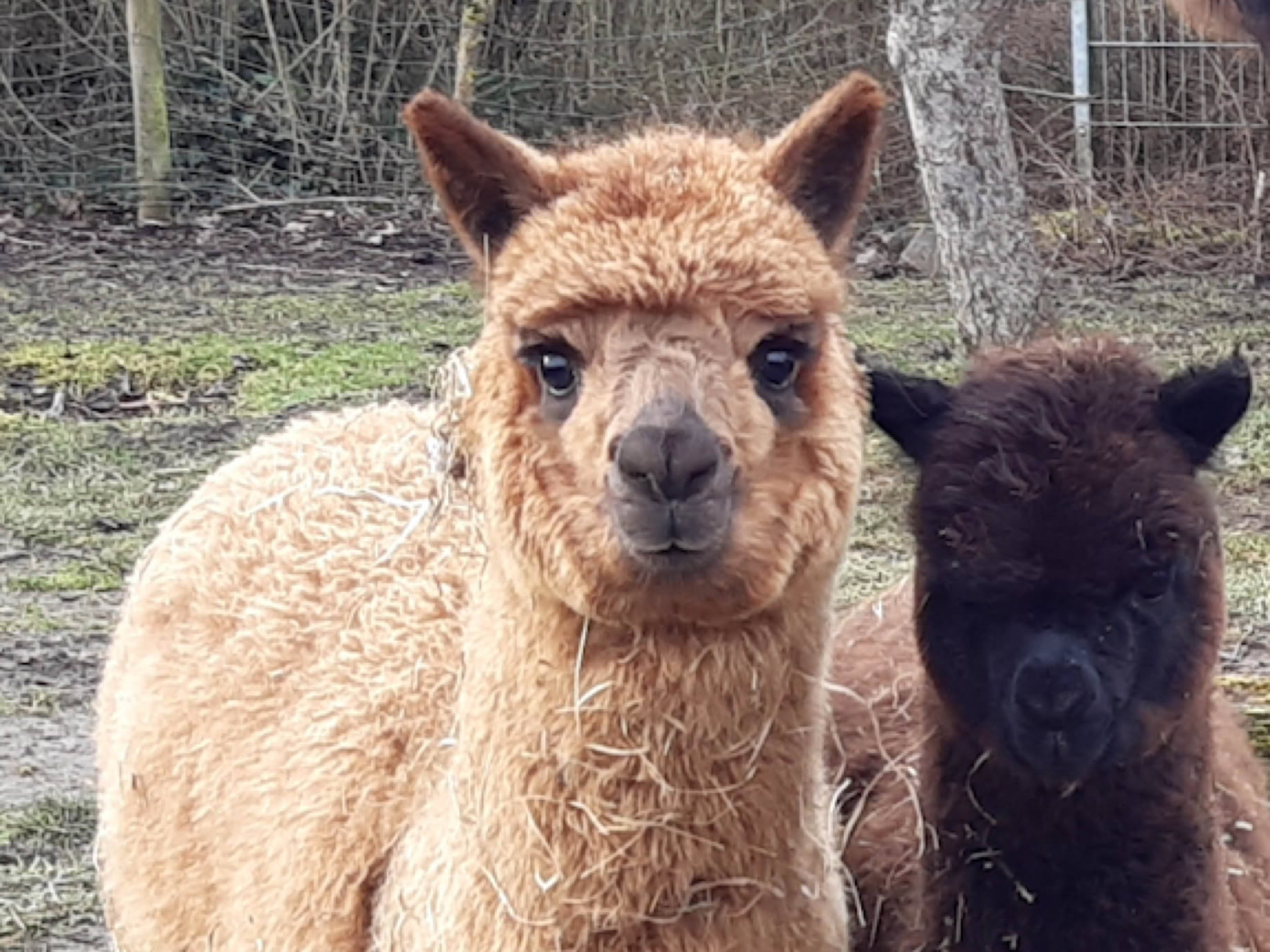 Lama- und Alpakawandern in Rheinhessen. Mit Lamas und Alpakas einen unvergesslichen Tag erleben.