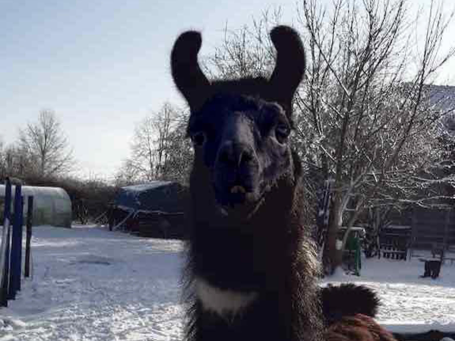 Lama- und Alpakawandern in Rheinhessen. Mit Lamas und Alpakas einen unvergesslichen Tag erleben.