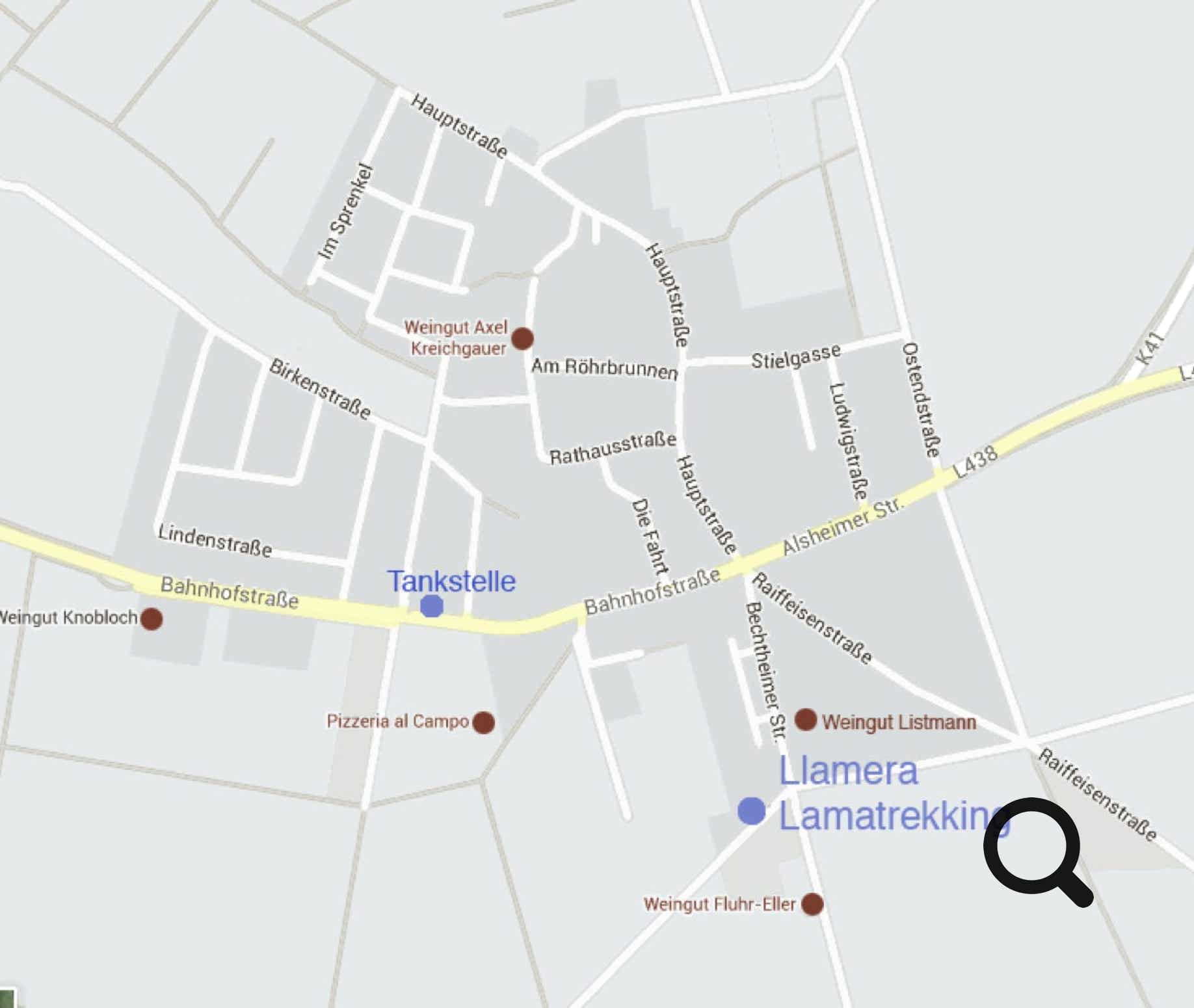 Lama- und Alpakawandern in Rheinhessen. Mit Lamas und Alpakas einen unvergesslichen Tag erleben.