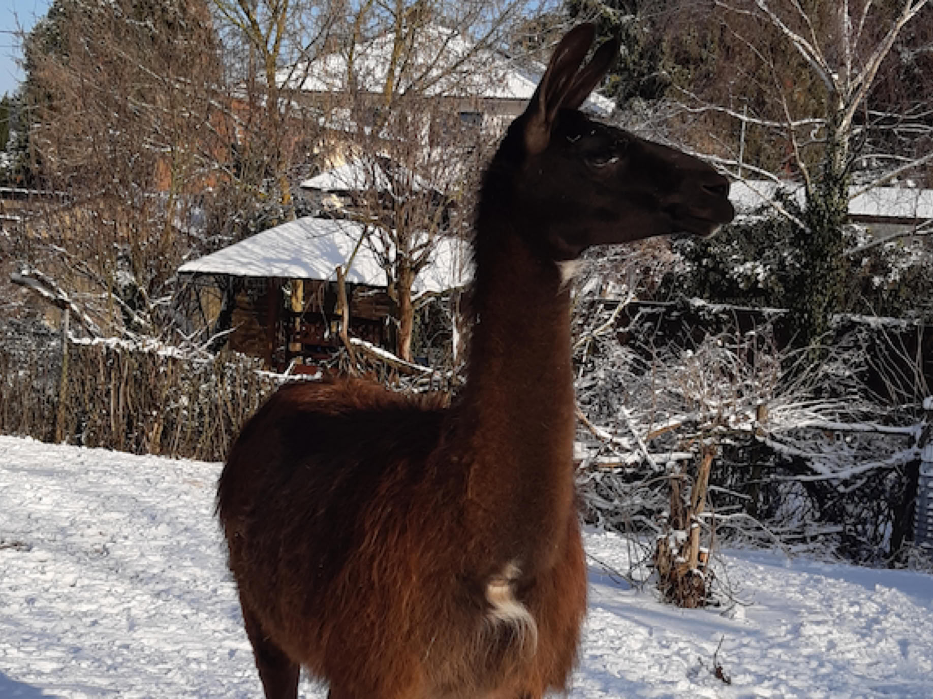 Lama- und Alpakawandern in Rheinhessen. Mit Lamas und Alpakas einen unvergesslichen Tag erleben.